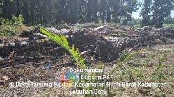 Dugaan KKN di Program Peremajaan Sawit Rakyat Koperasi Sahata Maju Bersama Disorot