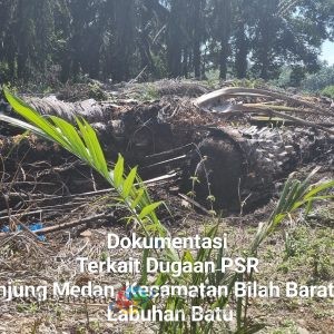 Dugaan KKN di Program Peremajaan Sawit Rakyat Koperasi Sahata Maju Bersama Disorot