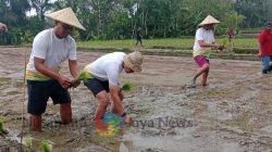 ITDC Bantu Petani Kedisan Dua Ekor Sapi Untuk Pertanian Organik Berkelanjutan