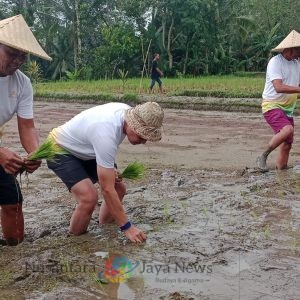ITDC Bantu Petani Kedisan Dua Ekor Sapi Untuk Pertanian Organik Berkelanjutan