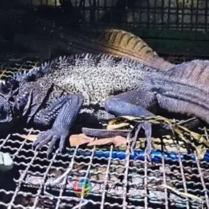 Kemenhut Gagalkan Penyelundupan 438 Satwa Liar di Tanjung Perak, Truk Kamuflase Bawa Aksesoris Ponsel