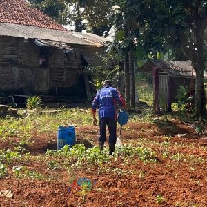 Warga Binaan Lapas Batang Antusias dan Semangat Tanam Bibit Cabai di Lahan Pertanian SAE