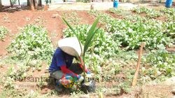 Wujudkan Ketahanan Pangan, Lapas Batang Tanam Bibit Pohon Kelapa di Lahan SAE