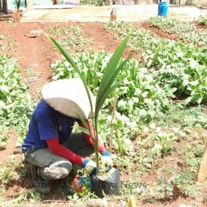 Wujudkan Ketahanan Pangan, Lapas Batang Tanam Bibit Pohon Kelapa di Lahan SAE