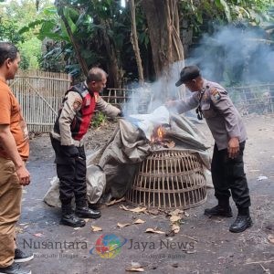 Tindaklanjuti Laporan Warga Polisi Bongkar Arena Sabung Ayam di Sidoarjo