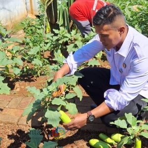 Lapas Batang Panen Terong, Dukung Pembinaan Kemandirian dan Ketahanan Pangan