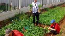 Pembinaan Kemandirian, Warga Binaan Lapas Batang Semangat Panen Sayuran Tauge dan Kangkung
