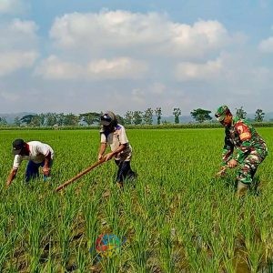 Optimalkan Ketahanan Pangan, Babinsa Kademangan Dukung Petani Tingkatkan Kualitas Panen
