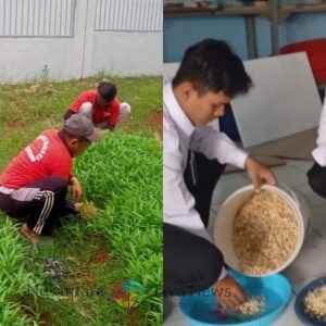 Warga Binaan Semangat Bertani, Lapas Batang Panen Tauge dan Kangkung Segar