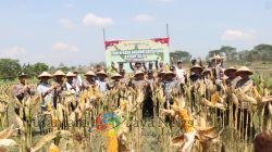 Panen Raya Jagung Serentak, Polres Nganjuk Sumbang 10 Ton di Kuartal III 2025