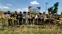 Kapolres Dompu Gelar Panen Raya Jagung Kuartal III dan Zoom Metting Dengan Presiden RI dan Kapolri