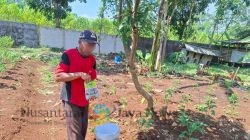 Dukung Ketahanan Pangan, Warga Binaan Lapas Batang Semangat Rawat Tanaman Cabai di SAE