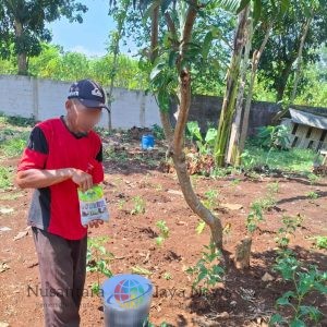 Dukung Ketahanan Pangan, Warga Binaan Lapas Batang Semangat Rawat Tanaman Cabai di SAE
