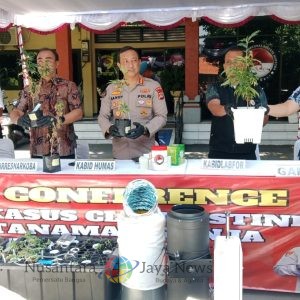Polda Bali Amankan Dua WNA Penanam Ganja di Rumah Kontrakan