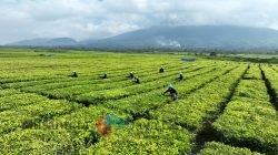 Perihal Isu Konversi Kebun Teh PTPN IV Regional II di Kabupaten Simalungun, Provinsi Sumatera Utara