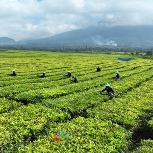 Perihal Isu Konversi Kebun Teh PTPN IV Regional II di Kabupaten Simalungun, Provinsi Sumatera Utara