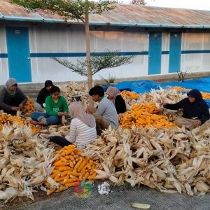 Hari Kesaktian Pancasila, PLN Sulap Limbah Jagung Jadi Listrik, Petani Tuban Dapat Tambahan Penghasilan