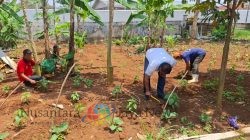 Dukung Kemandirian dan Ketahanan Pangan, Warga Binaan Lapas Batang Semangat Rawat Tanaman Cabai