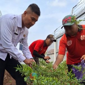 Lapas Batang Semangat Panen Cabai dan Sayuran Segar, Dukung Ketahanan Pangan Dan Untuk Memenuhi Kebutuhan Binaan
