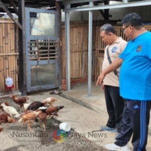 Pantau Langsung Pembinaan, Kalapas Tegal Tilik Peternakan Ayam SAE