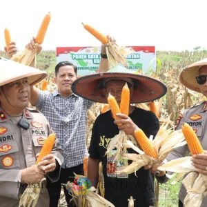 Polres Nganjuk Dukung Swasembada Pangan Lewat Panen Raya Jagung Serentak di Rejoso