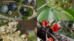 Rawat Keberlanjutan Alam Nuanu Creative City Membangun Rumah Bagi Flora Bali