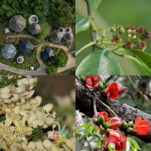 Rawat Keberlanjutan Alam Nuanu Creative City Membangun Rumah Bagi Flora Bali