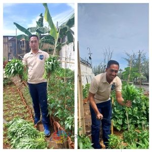 Panen Kangkung Lagi, Bukti Nyata Ketahanan Pangan di Lingkungan Lapas Tegal