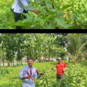 Panen Terong di Lapas Batang: Bukti Pemberdayaan Warga Binaan Melalui SAE