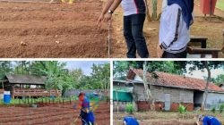 Program Pertanian SAE di Lapas Batang Kembali Bergeliat, Warga Binaan Tanam Kacang Panjang