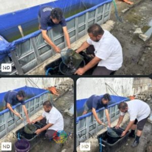 Panen Lele Berkualitas: Lapas Tegal Perketat Proses Sortir Ikan