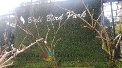 Penetasan Generasi Baru Perkici Dada Merah di Bali Bird Park Bagian dari Fighting Extinction Program