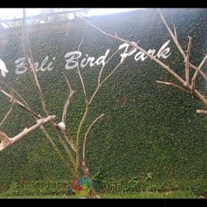 Penetasan Generasi Baru Perkici Dada Merah di Bali Bird Park Bagian dari Fighting Extinction Program