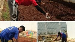 Semangat Berkarya, Warga Binaan Lapas Batang Tanam Sawi di Area Brandgang