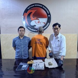 Polresta Banyuwangi Ungkap Peredaran Ganja Satu tersangka Diamankan