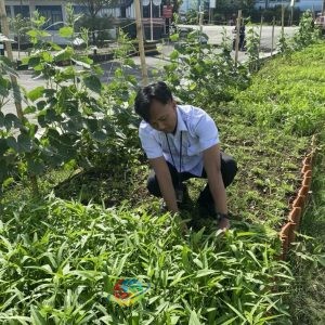 Panen Raya Kangkung di Lapas Tegal, Wujud Pembinaan dan Ketahanan Pangan