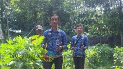 Panen Terong Jadi Bukti Keberhasilan Pembinaan Kemandirian Warga Binaan Lapas Batang