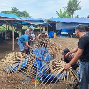 Polresta Banyuwangi Bongkar Arena Judi Sabung Ayam