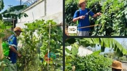 Lapas Tegal Sulap Lahan Sempit Jadi Kebun Produktif Dari Cabai hingga Melon