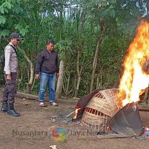 Polres Malang Bongkar Arena Judi Sabung Ayam di Kalipare