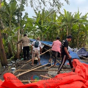 Respon Cepat 110 Polresta Sidoarjo Bongkar Arena Sabung Ayam di Ploso Krembung