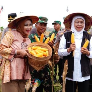 Gubernur Jatim Bersama Wabup Sidoarjo dan Forkopimda Panen Raya Jagung Kuartal I 2026 di Desa Kedensari
