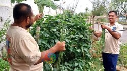 Optimalkan Lahan Sempit, Lapas Tegal Kembali Panen Kacang Panjang untuk Ketahanan Pangan