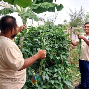 Optimalkan Lahan Sempit, Lapas Tegal Kembali Panen Kacang Panjang untuk Ketahanan Pangan