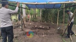 Polres Malang Kembali Bongkar Area Sabung Ayam di Kalipare