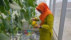 Hadirkan Harapan Baru di Desa Winong: PLN UIP JBTB dan Karang Taruna Sukses Panen Perdana 600 Buah Melon New Kinanti Hidroponik