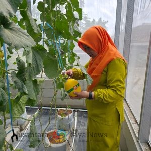 Hadirkan Harapan Baru di Desa Winong: PLN UIP JBTB dan Karang Taruna Sukses Panen Perdana 600 Buah Melon New Kinanti Hidroponik