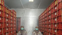 Jelang Imlek, Ekspor Manggis Bali ke Tiongkok Meningkat Signifikan