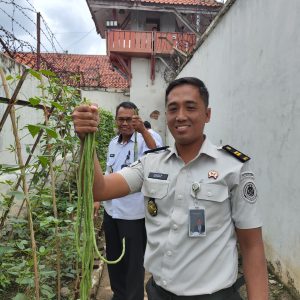 Program Pembinaan Berbuah Hasil, Lapas Tegal Panen Kacang Panjang