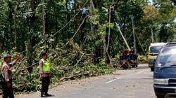 Insiden Pohon Tumbang di Pemalang, Kabel Listrik Jatuh Timpa Pemotor hingga Luka Berat